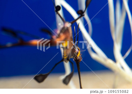 ウィーディーシードラゴン 109155082