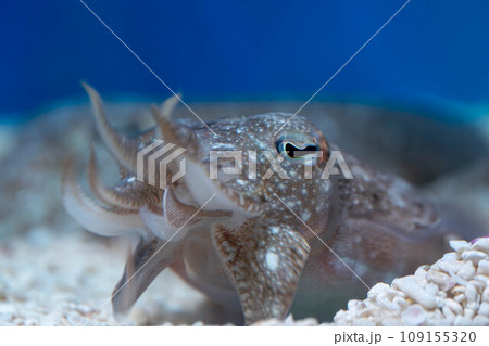 コウイカの顔 コウイカの顔 109155320