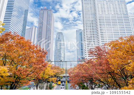 「東京都」秋色に染まった西新宿の街並み 109155542
