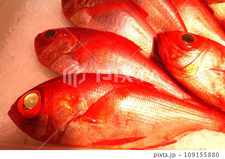 魚屋で氷の上に並べられた天然金目鯛 魚屋で氷の上に並べられた天然金目鯛 109155880