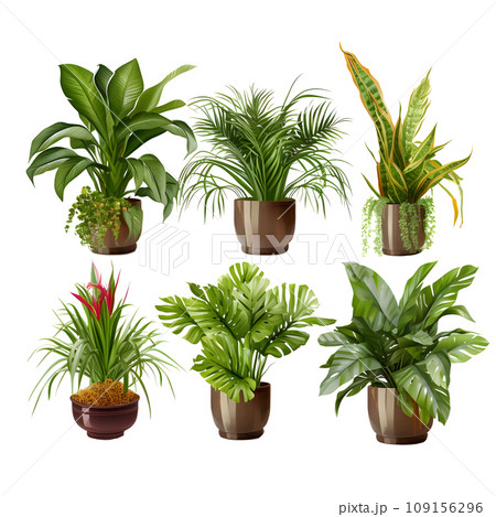 観葉植物2 109156296