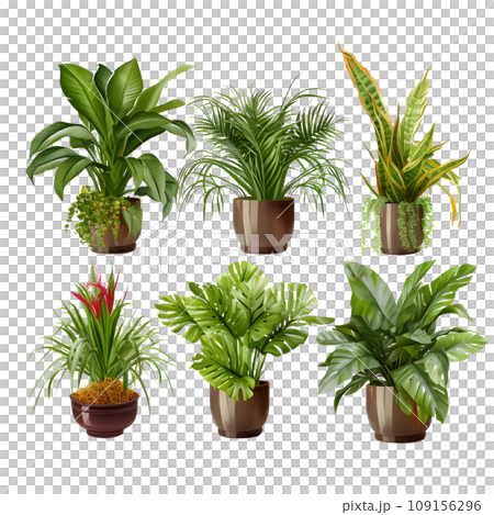 観葉植物2 109156296