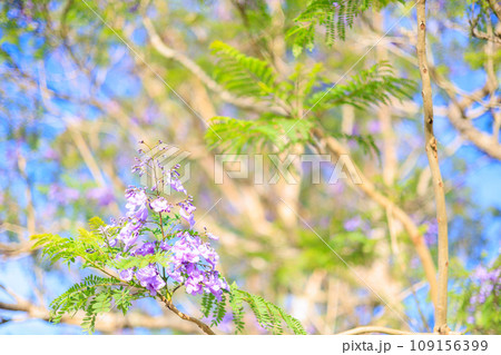 咲き始めの花々 咲き始めの花々 109156399