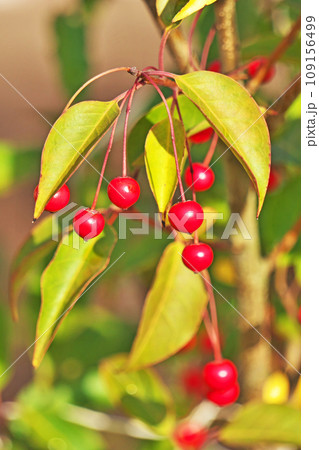 朝日に照らされて真赤に見えるソヨゴの実（秋、十一月） 109156499