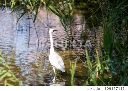 コサギ 109157111