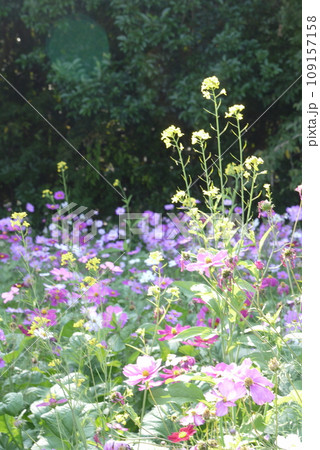 花畑 花畑 109157158