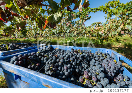 Freshly picked grapes 109157177