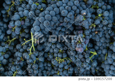 Purple grapes background 109157200