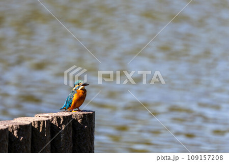 きれいなカワセミの横顔 109157208