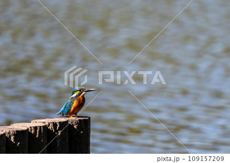 きれいなカワセミの横顔 109157209