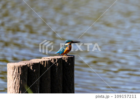 きれいなカワセミの横顔 きれいなカワセミの横顔 109157211