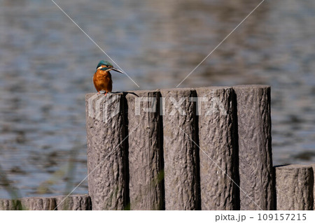 きれいなカワセミの横顔 109157215