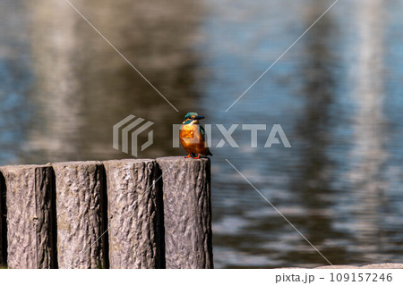 きれいなカワセミ 109157246