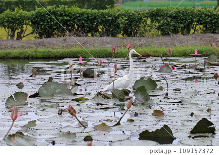 採餌 蓮池 ハス池 109157372