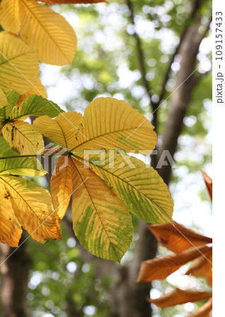 トチノキの紅葉 109157433