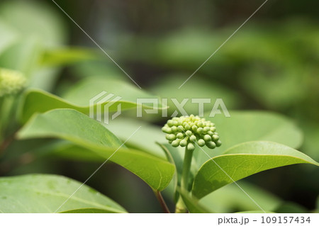 カクレミノの花の蕾 109157434