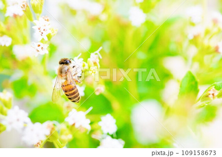 屋外で撮影した可愛らしい白のアマハステビアの小さな花で花粉を集める蜜蜂 屋外で撮影した可愛らしい白のアマハステビアの小さな花で花粉を集める蜜蜂 109158673