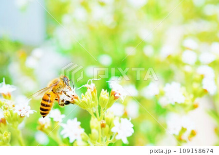 屋外で小さな白の花が開くステビアから一生懸命に花粉を集めるミツバチの接写 109158674