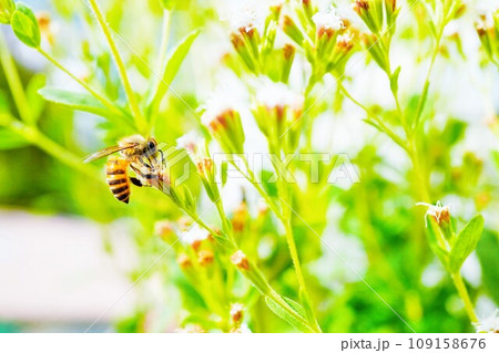 屋外で緑の葉を背景に白のアマハステビアの花に止まるポリネータのミツバチという虫 109158676