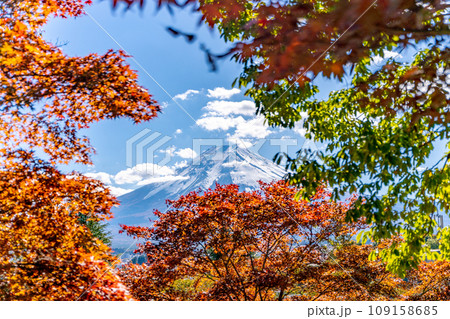 新倉山浅間公園　雄大な富士山と桜の紅葉　秋 109158685
