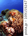カクレクマノミとイソギンチャク 109159247