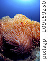 カクレクマノミとイソギンチャク 109159250