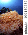 カクレクマノミとイソギンチャク 109159252
