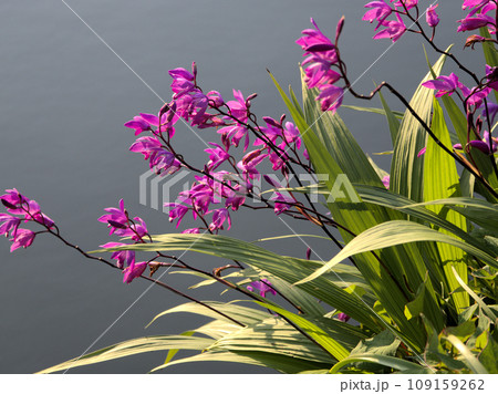 石橋文化センターの池の畔に咲くシラン　福岡県久留米市諏訪野町 109159262