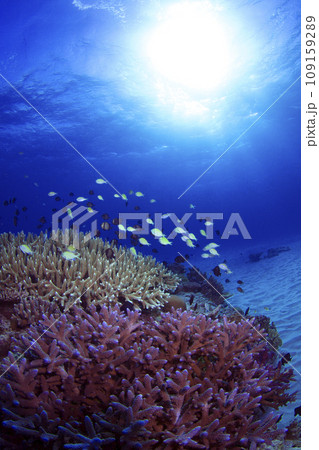 デバスズメダイ 109159289