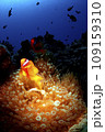ハマクマノミとイソギンチャク 109159310