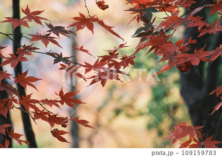 モミジ 紅葉 モミジ 紅葉 109159783