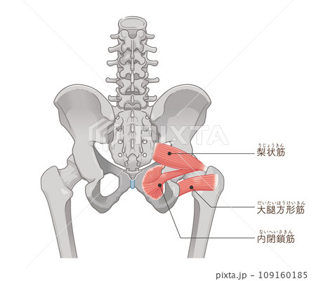 梨状筋、内閉鎖筋、大腿方形筋、股関節、骨盤、筋肉、イラスト、illustration 109160185