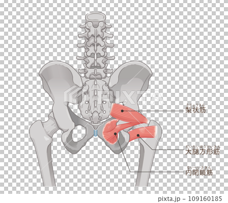 梨状筋、内閉鎖筋、大腿方形筋、股関節、骨盤、筋肉、イラスト、illustration 109160185