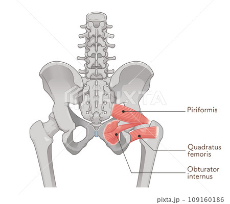 梨状筋、内閉鎖筋、大腿方形筋、股関節、骨盤、筋肉、イラスト、illustration 109160186