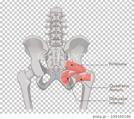 piriformis muscle, obturator internus muscle, quadratus femoris muscle, hip joint, pelvis, muscle, illustration, illustration 109160186