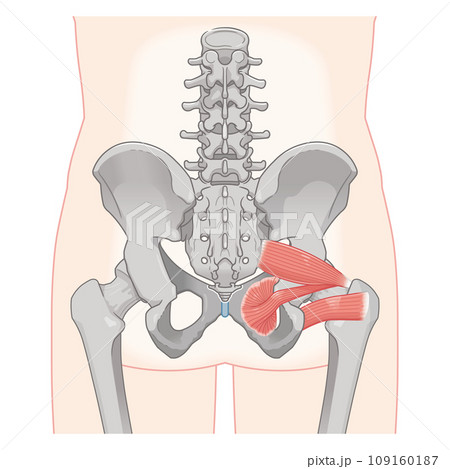 梨状筋、内閉鎖筋、大腿方形筋、股関節、骨盤、筋肉、イラスト、illustration 梨状筋、内閉鎖筋、大腿方形筋、股関節、骨盤、筋肉、イラスト、illustration 109160187