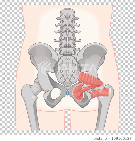 梨状筋、内閉鎖筋、大腿方形筋、股関節、骨盤、筋肉、イラスト、illustration 梨状筋、内閉鎖筋、大腿方形筋、股関節、骨盤、筋肉、イラスト、illustration 109160187
