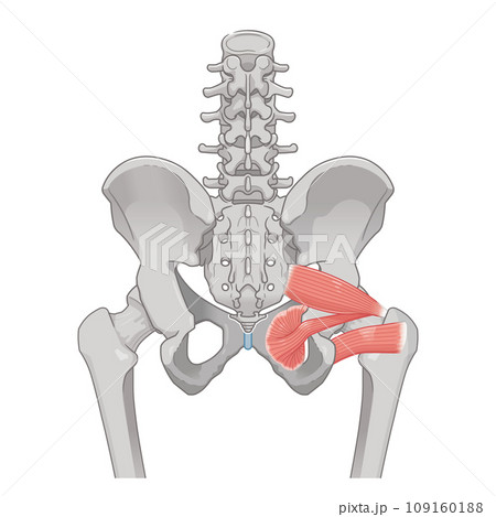 梨状筋、内閉鎖筋、大腿方形筋、股関節、骨盤、筋肉、イラスト、illustration 109160188
