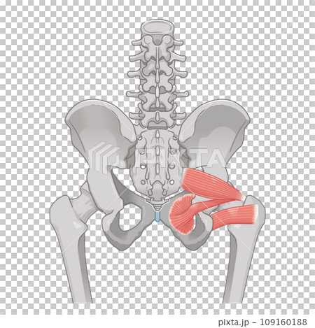 梨狀肌、閉孔內肌、股方肌、髖關節、骨盆、肌肉、插圖、插圖 梨狀肌、閉孔內肌、股方肌、髖關節、骨盆、肌肉、插圖、插圖 109160188