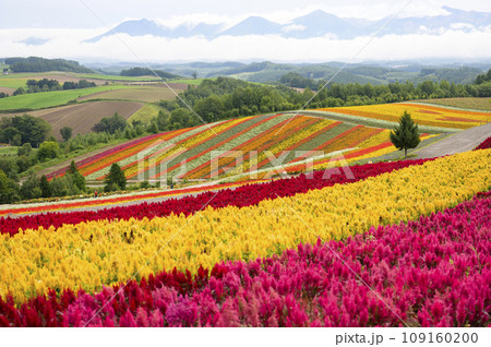北海道 美瑛の「四季彩の丘」 109160200