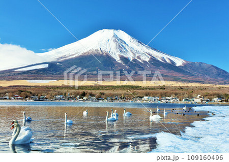 山梨県　青空の山中湖と白鳥たち　そして富士山 109160496
