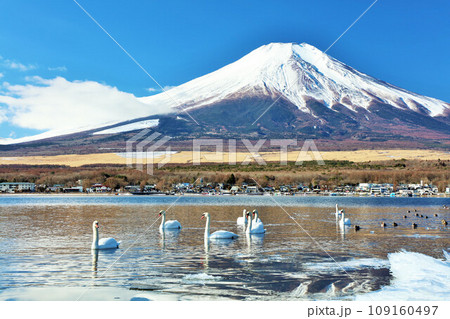 山梨県 青空の山中湖と白鳥たち そして富士山 山梨県 青空の山中湖と白鳥たち そして富士山 109160497