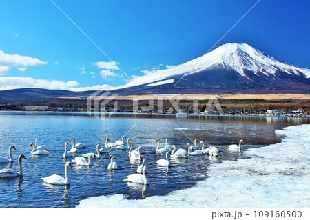 山梨県　青空の山中湖と白鳥たち　そして富士山 109160500