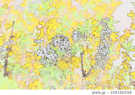 レンギョウと雪柳コラボレーション2 レンギョウと雪柳コラボレーション2 109160598