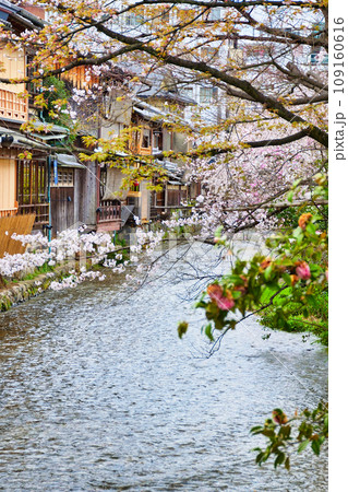 京都 祇園白川の美しい桜と春の風景(京都府京都市) 京都 祇園白川の美しい桜と春の風景(京都府京都市) 109160616