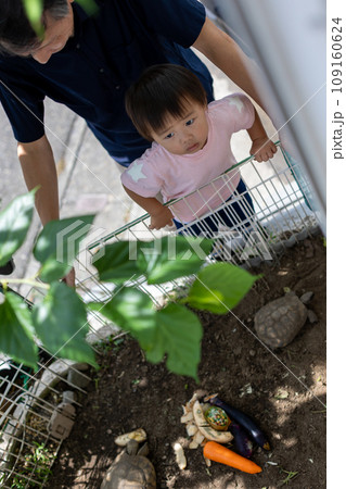 陸亀に餌をあげる親子　ケヅメ陸ガメ　ヘルマンリクガメ 109160624