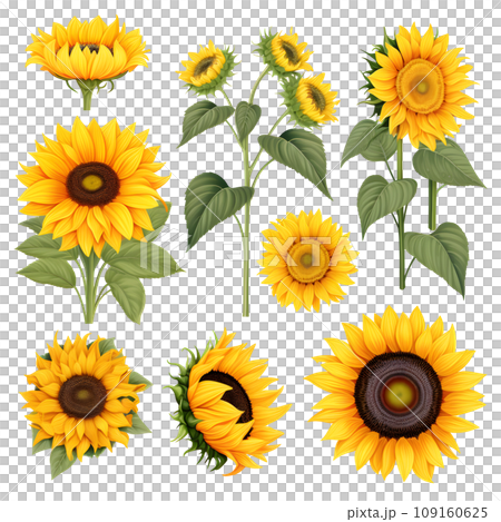 Sunflower 1 109160625