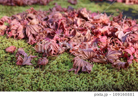 枯れ落ちたカエデの紅葉 withered leaves of kaede Momiji 109160881