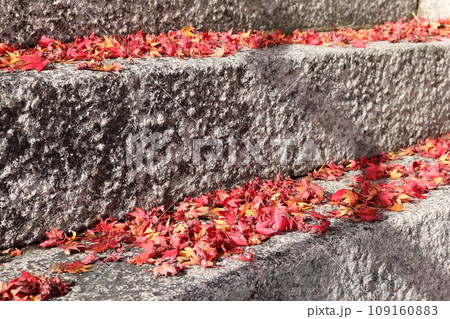 枯れ落ちたカエデの紅葉 withered leaves of kaede Momiji 109160883