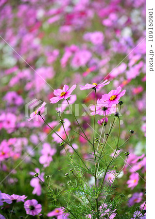 秋の野原に咲くピンクのコスモスの花 109160901